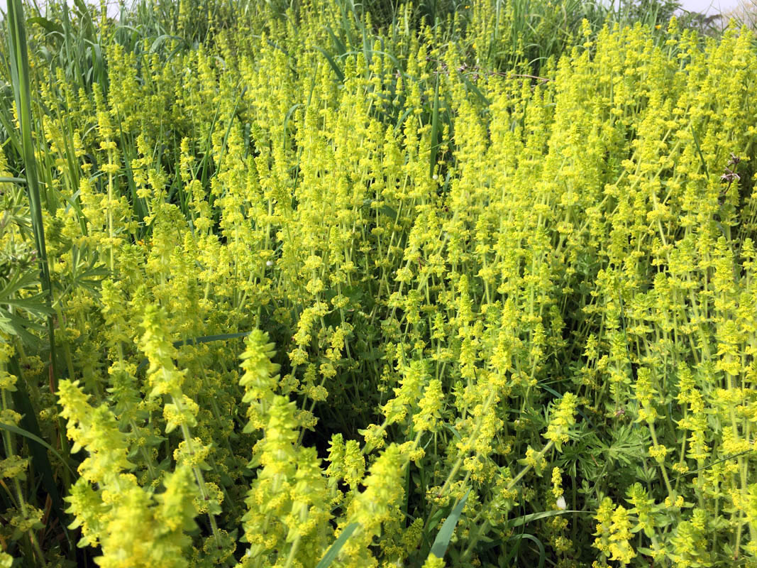 Cruciata laevipes
